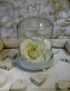 shabby  (3) 